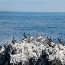 Pelicans